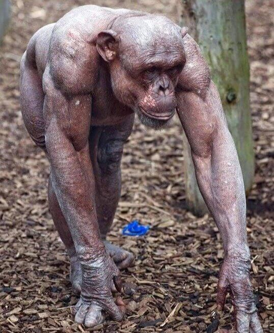 A Muscular (and Hairless) Chimpanzee
