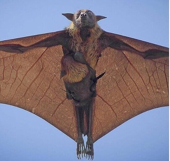 Getting a Ride With Mommy