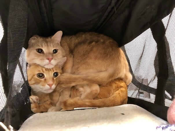 Anything to Avoid Going to the Vet