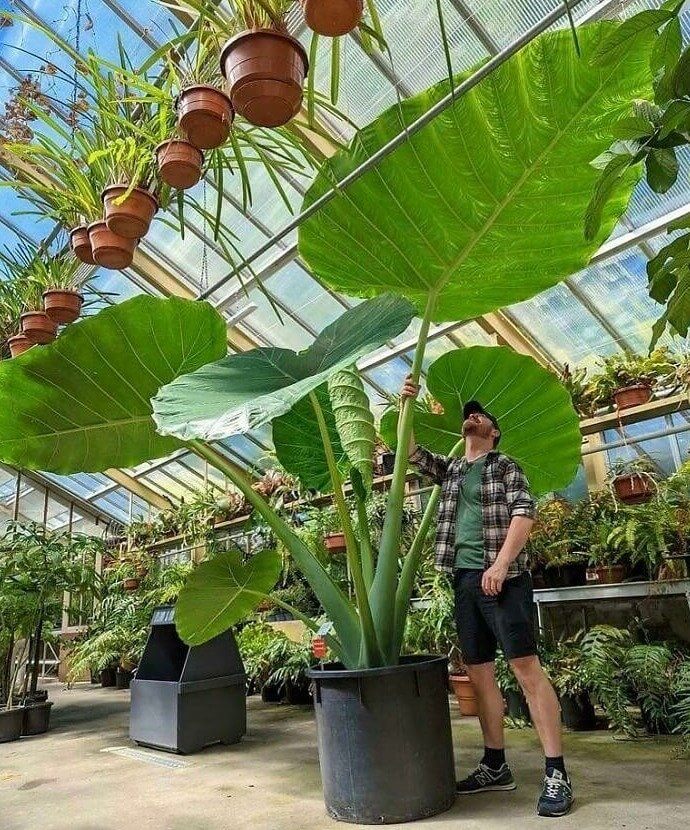 This Elephant Ears Plant Is Bigger Than Actual Elephant Ears