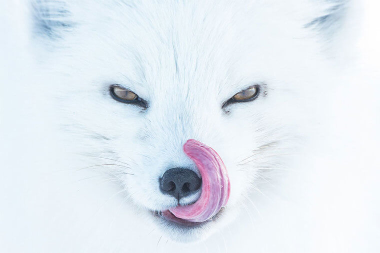 Arctic Fox, USA (Animals In Their Environment Category: Third Place)