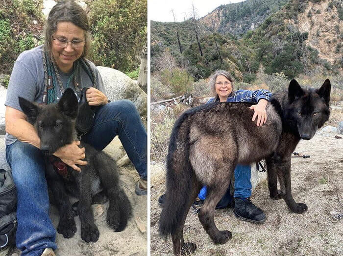 A Wolf Dog's Giant Transformation - And He's Not Done Growing