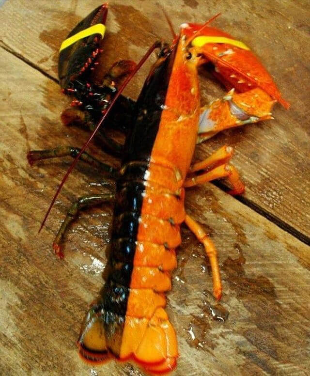 A Lobster With Colorful Style