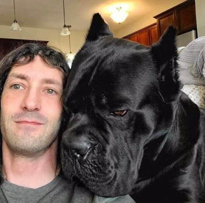 Human Head Versus Cane Corso Head