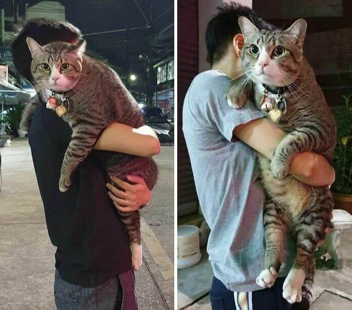 A Cat That's Almost the Size of a Human