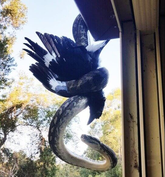 What Is This Mysterious Bird