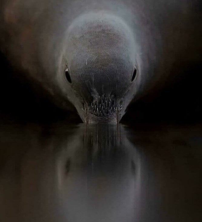 The Alien Invasion Has Officially Begun